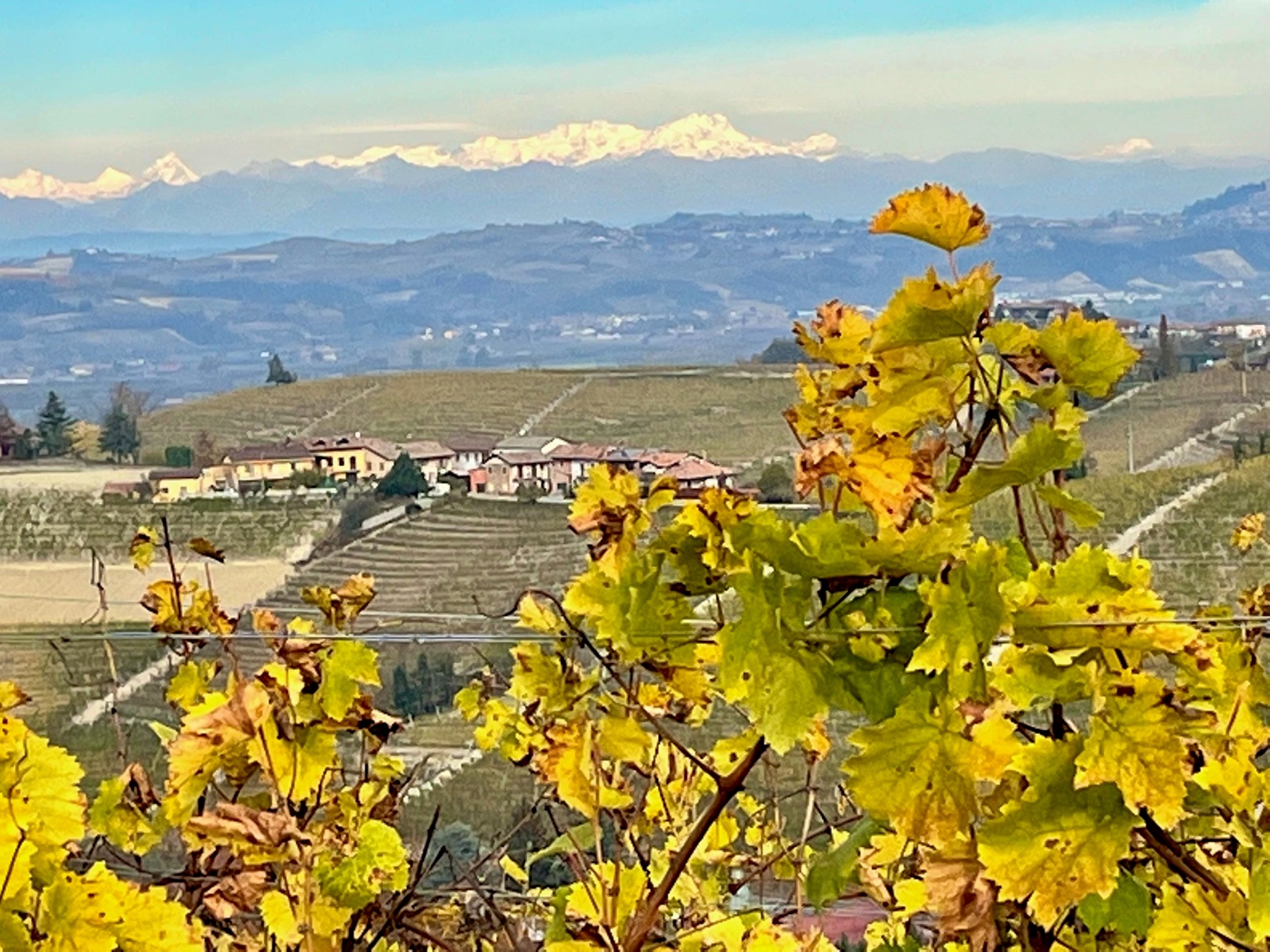 Autumn vine leaves in the foreground, a valley of vineyards and snow-capped mountains beyond