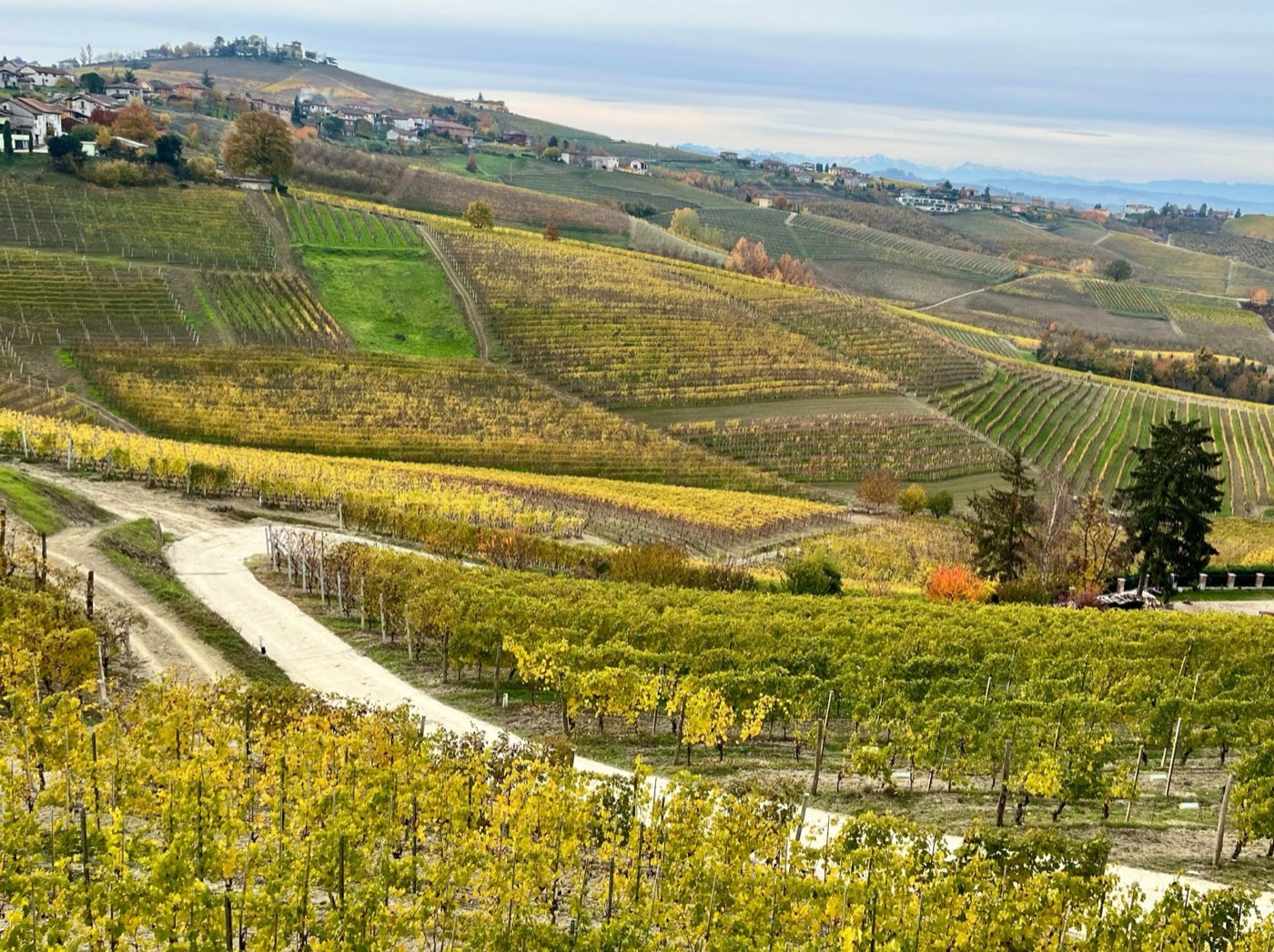 Golden autumn vineyards rolling across hills, a village on the ridge
