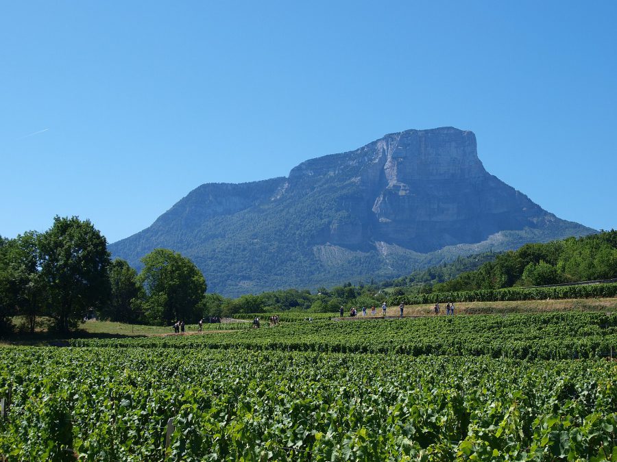 Mont Granier, a great limestone cliff, rising above rows of green vines at Apremont under a clear blue sky