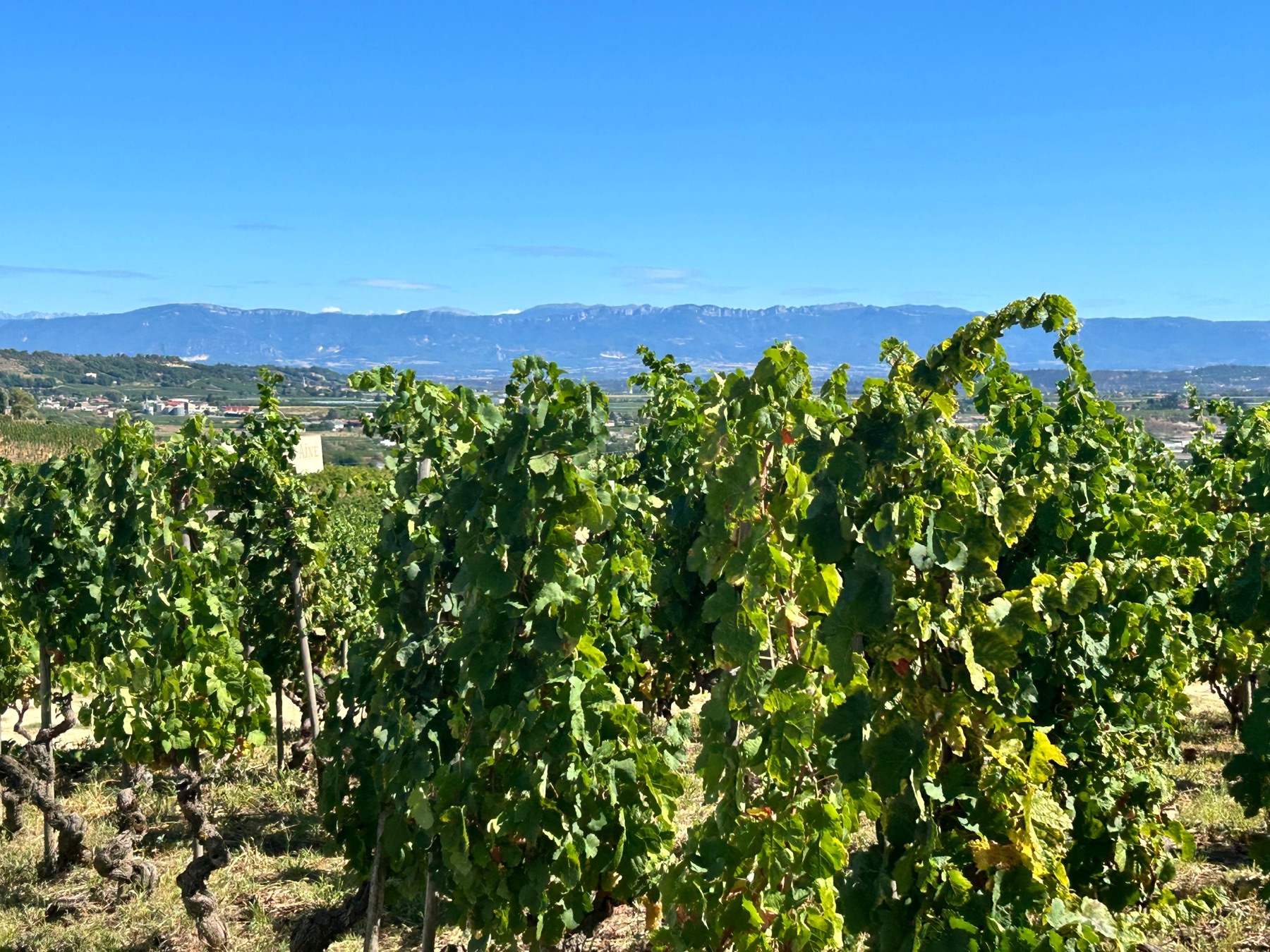 Rows of vines in late summer with a wide river valley and hills beyond