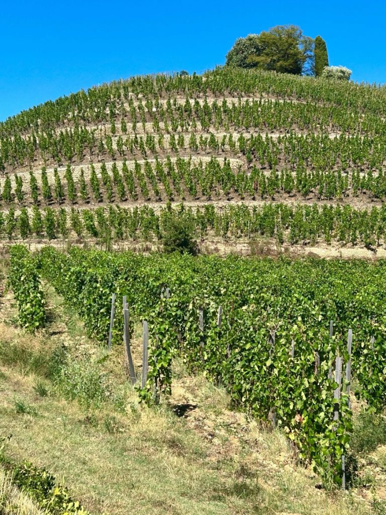 Steep terraced vineyard climbing a hill under a blue sky