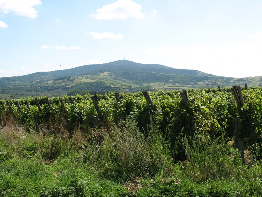 The rounded green dome of Tokaj Hill rising behind rows of vines under a blue sky with a few clouds