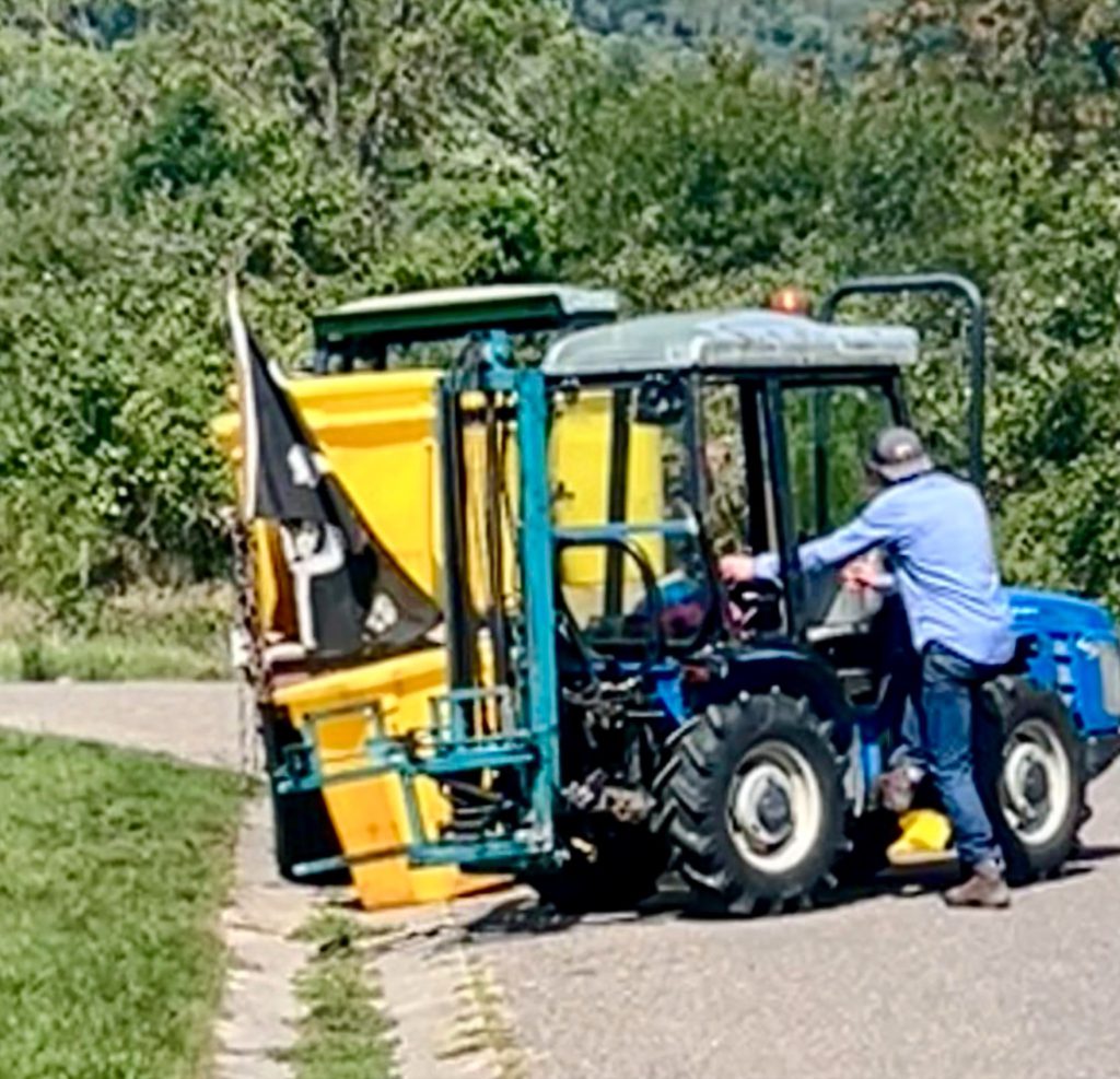 A vineyard worker climbing onto a small blue tractor with a yellow harvest bin